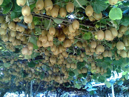 Những[-]hình[-]ảnh[-]ấn[-]tượng[-]trong[-]vườn[-]kiwi[-]khổng[-]lồ[-]ở[-]New[-]Zealand