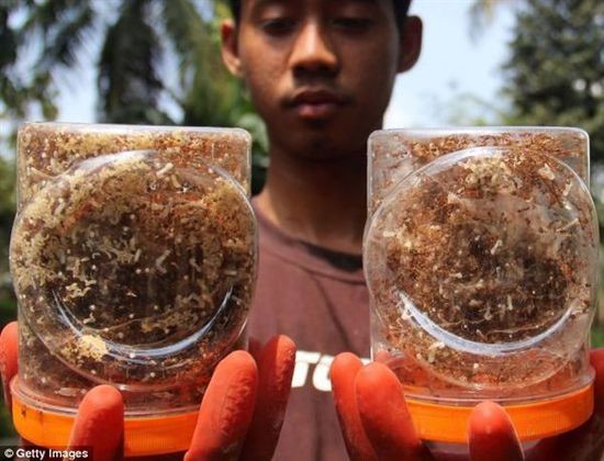 Kì[-]lạ:[-]Thói[-]quen[-]ăn[-]trứng[-]kiến[-]của[-]người[-]Indonesia