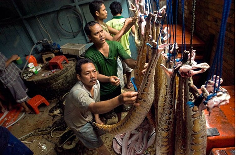 Những[-]hình[-]ảnh[-]động[-]vật[-]đáng[-]thương[-]bị[-]đày[-]đọa