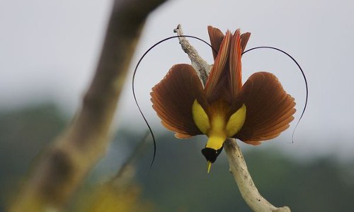 Bộ[-]ảnh[-]đẹp[-]tuyệt[-]về[-]loài[-]chim