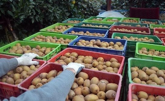 Những[-]hình[-]ảnh[-]ấn[-]tượng[-]trong[-]vườn[-]kiwi[-]khổng[-]lồ[-]ở[-]New[-]Zealand