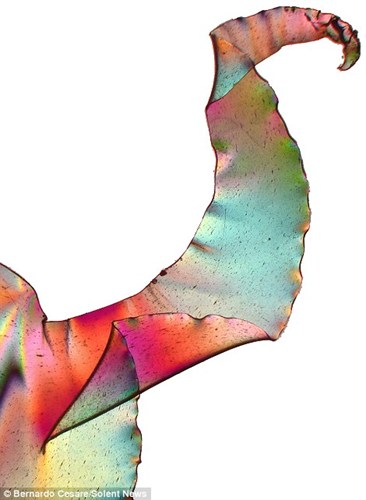 Độc[-]đáo[-]những[-]kiệt[-]tác[-]từ[-]túi[-]nylon