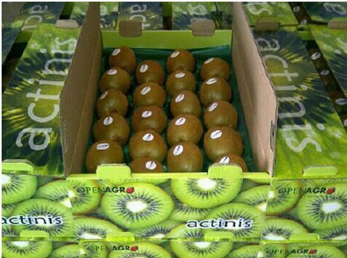 Những[-]hình[-]ảnh[-]ấn[-]tượng[-]trong[-]vườn[-]kiwi[-]khổng[-]lồ[-]ở[-]New[-]Zealand