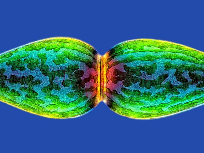 Ảnh[-]chụp[-]qua[-]kính[-]hiển[-]vi[-]-[-]những[-]tác[-]phẩm[-]đẹp[-]nhất