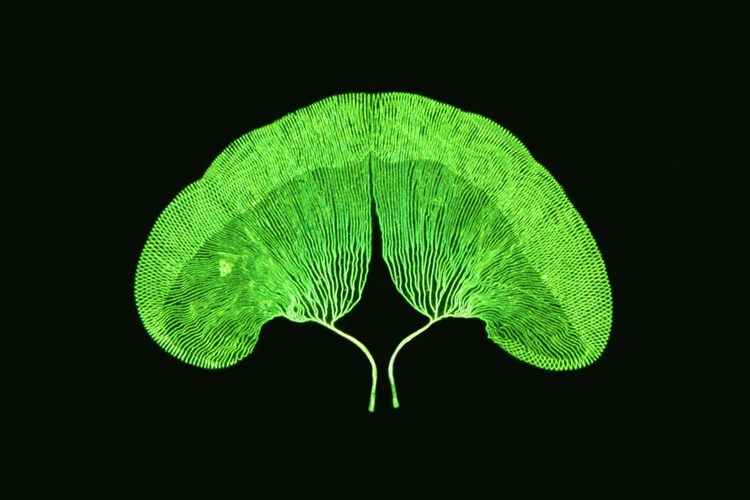 Ảnh[-]chụp[-]qua[-]kính[-]hiển[-]vi[-]-[-]những[-]tác[-]phẩm[-]đẹp[-]nhất
