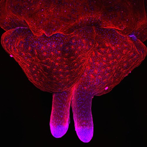 Ảnh[-]chụp[-]qua[-]kính[-]hiển[-]vi[-]-[-]những[-]tác[-]phẩm[-]đẹp[-]nhất