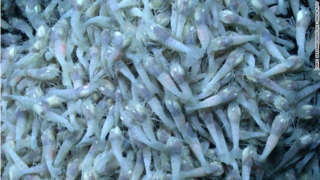 Loài[-]tôm[-]sống[-]ở[-]nơi[-]nóng[-]400[-]độ[-]C,[-]bằng[-]chứng[-]người[-]ngoài[-]hành[-]tinh[-]có[-]ở[-]trái[-]đất?