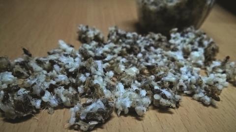 [-]Trứng[-]kiến[-]gai[-]đen[-]có[-]thật[-]sự[-]bổ?
