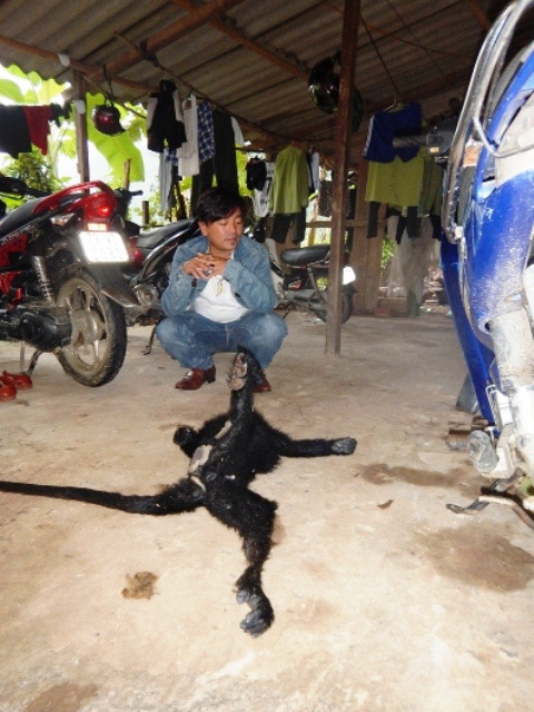 [-]Quảng[-]Bình:[-]Tóm[-]gọn[-]kẻ[-]đòi[-]"thịt"[-]Voọc[-]quý[-]hiếm