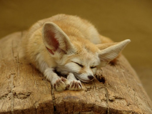 Cáo Fennec