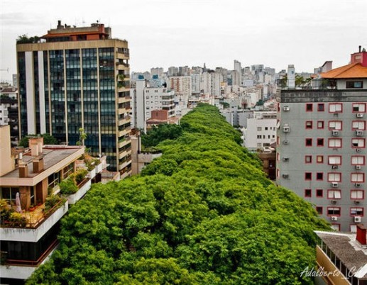 khám phá những đường cây đẹp nhất thế giới