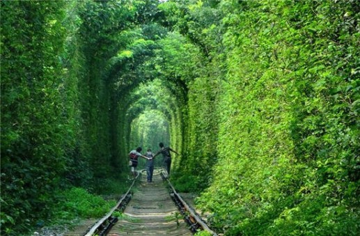khám phá những đường cây đẹp nhất thế giới