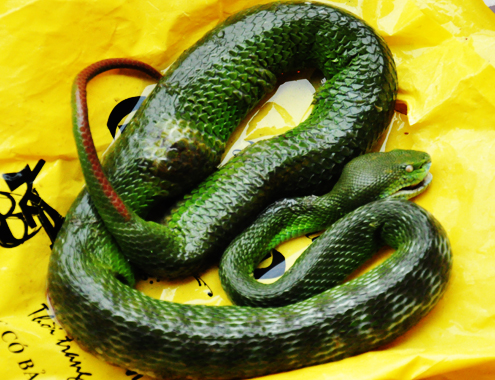 Tìm[-]nguyên[-]nhân[-]rắn[-]lục[-]đuôi[-]đỏ[-]xuất[-]hiện[-]nhiều[-]bất[-]thường