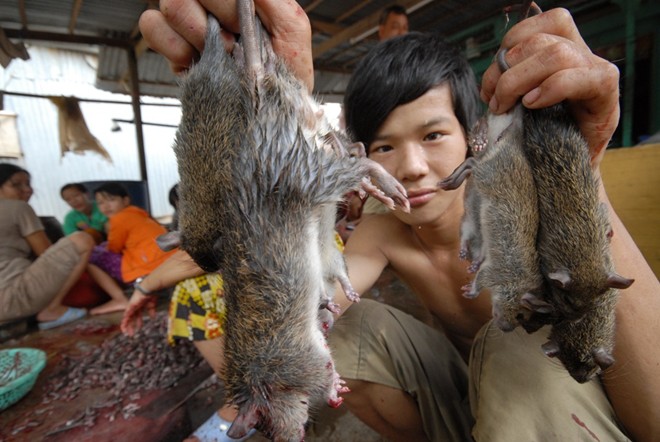 Chuột[-]miền[-]Tây[-]từ[-]đồng[-]ruộng[-]thành[-]đặc[-]sản[-]như[-]thế[-]nào?