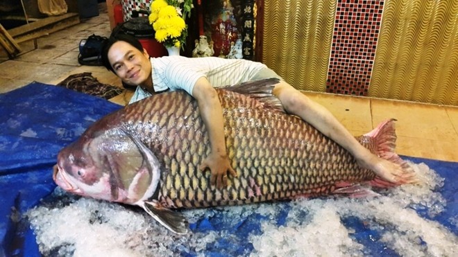 Thịt[-]cá[-]hô[-]khổng[-]lồ[-]giá[-]4[-]triệu/kg[-]ở[-]Sài[-]Gòn