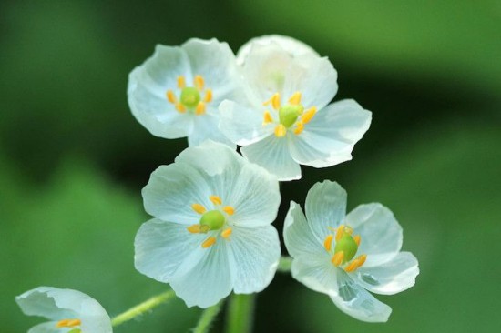 Ngắm[-]loài[-]hoa[-]biến[-]thành[-]trong[-]suốt[-]khi[-]trời[-]mưa