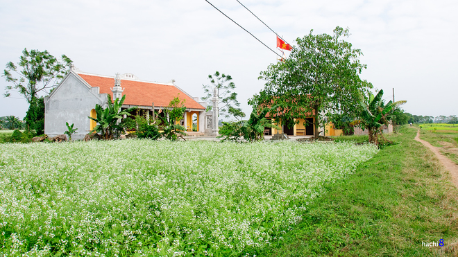 Mùa[-]hoa[-]cải[-]bên[-]sông[-]Đuống