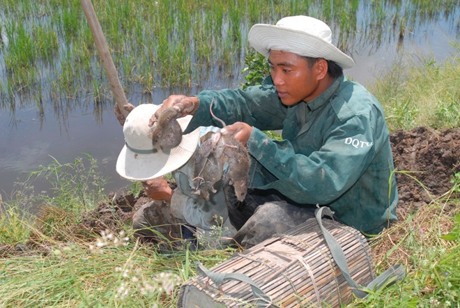 [-]Chuột[-]miền[-]Tây[-]từ[-]đồng[-]ruộng[-]thành[-]đặc[-]sản[-]như[-]thế[-]nào?