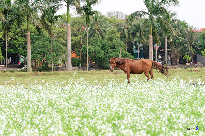 Mùa[-]hoa[-]cải[-]bên[-]sông[-]Đuống
