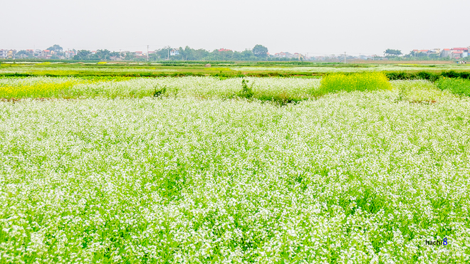 Mùa[-]hoa[-]cải[-]bên[-]sông[-]Đuống