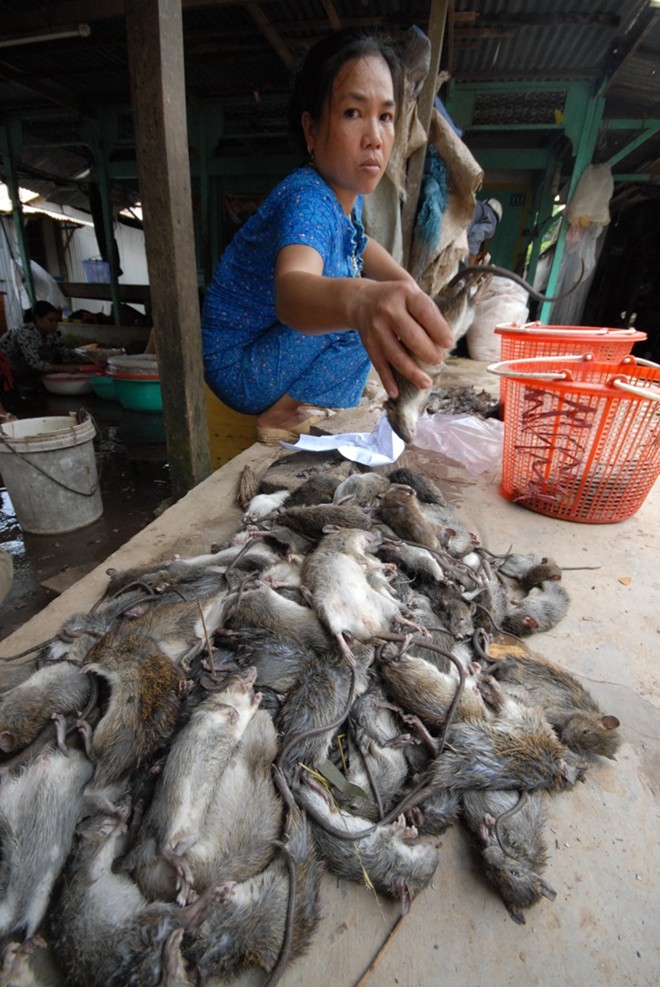 Chuột[-]miền[-]Tây[-]từ[-]đồng[-]ruộng[-]thành[-]đặc[-]sản[-]như[-]thế[-]nào?