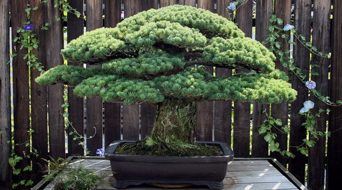 Cây[-]bonsai[-]sống[-]sót[-]trong[-]trận[-]bom[-]nguyên[-]tử