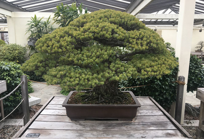 Cây[-]bonsai[-]sống[-]sót[-]trong[-]trận[-]bom[-]nguyên[-]tử