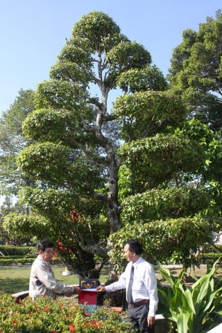 [-]Cây[-]Khế,[-]cây[-]Sộp[-]Mộ[-]cụ[-]Phó[-]Bảng[-]Nguyễn[-]Sinh[-]Sắc[-]là[-]cây[-]Di[-]sản[-]Việt[-]Nam