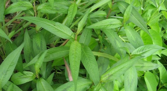 Có[-]phải[-]rau[-]răm[-]là[-]kẻ[-]thù[-]của[-]"chăn[-]gối"?