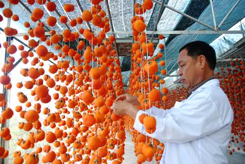 [-]Làm[-]giàu[-]từ[-]trái[-]hồng[-]Đà[-]Lạt[-]và[-]công[-]nghệ[-]Nhật