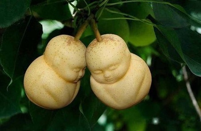Độc[-]đáo[-]vườn[-]lê[-]tạo[-]hình...[-]em[-]bé