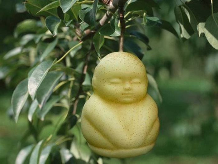 Độc[-]đáo[-]vườn[-]lê[-]tạo[-]hình...[-]em[-]bé
