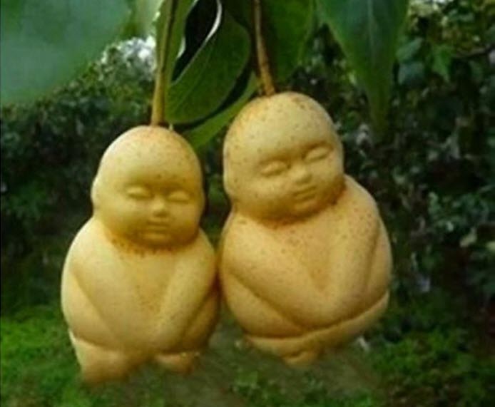 Độc[-]đáo[-]vườn[-]lê[-]tạo[-]hình...[-]em[-]bé