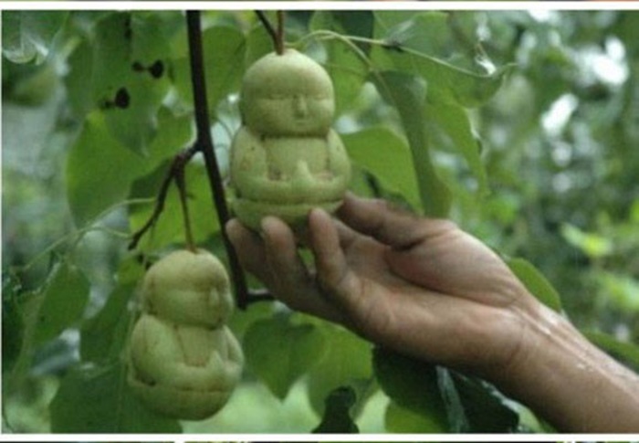 Độc[-]đáo[-]vườn[-]lê[-]tạo[-]hình...[-]em[-]bé