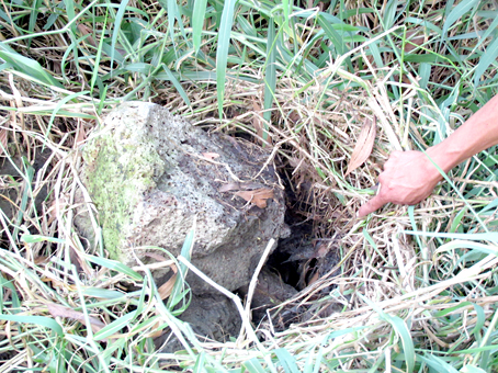 Những[-]dòng[-]"suối[-]phân"[-]ở[-]Đồng[-]Nai