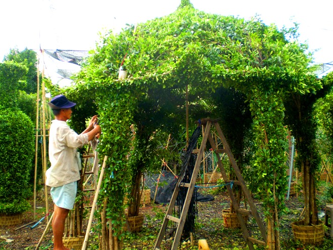 [-]Nghệ[-]nhân[-]miền[-]Tây[-]kiếm[-]hơn[-]triệu[-]mỗi[-]ngày[-]nhờ[-]sửa[-]kiểng[-]mùa[-]Tết