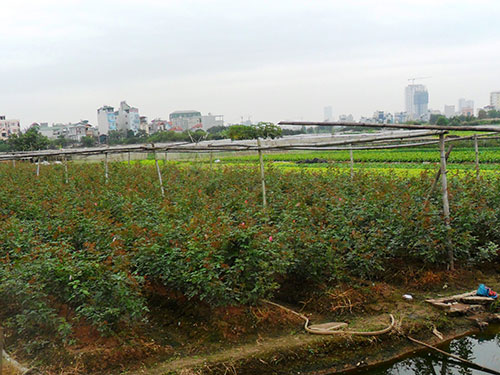 [-]Khốn[-]khổ[-]vì[-]thuốc[-]độc[-]ở[-]làng[-]hoa