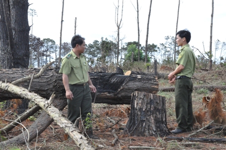 Đắk[-]Nông:[-]Tạm[-]đình[-]chỉ[-]công[-]tác[-]nhiều[-]cán[-]bộ[-]do[-]để[-]rừng[-]bị[-]tàn[-]phá[-]và[-]xâm[-]lấn[-]trái[-]phé