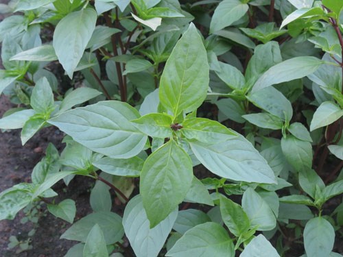 Húng[-]quế[-]giúp[-]bỏ[-]thuốc[-]lá
