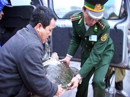 Thừa[-]Thiên[-]-[-]Huế:[-]Rùa[-]biển[-]liên[-]tục[-]xuất[-]hiện[-]