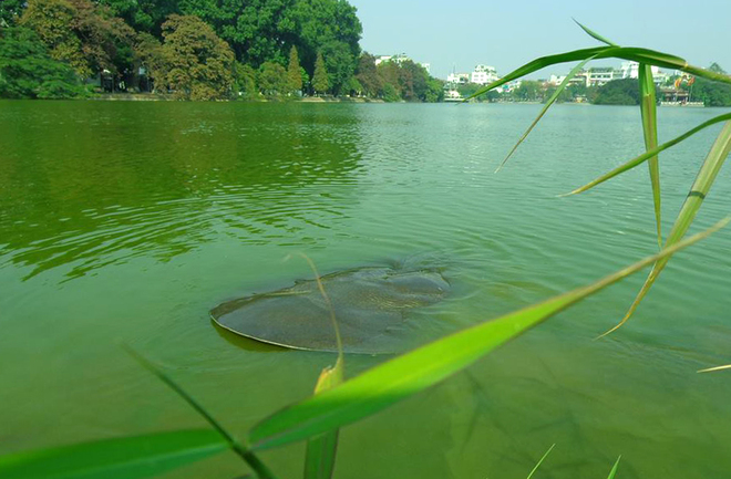 [-]"Cụ[-]Rùa"[-]hồ[-]Gươm[-]nổi[-]ở[-]chân[-]tháp[-]Rùa
