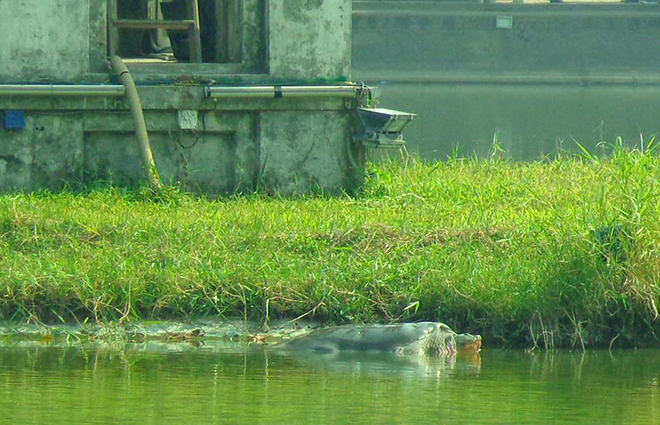 [-]"Cụ[-]Rùa"[-]hồ[-]Gươm[-]nổi[-]ở[-]chân[-]tháp[-]Rùa
