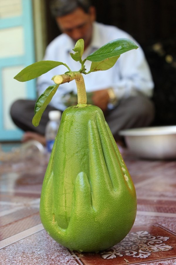 [-]10[-]loại[-]cây,[-]quả[-]"độc"[-]đình[-]đám[-]nhất[-]năm[-]2014