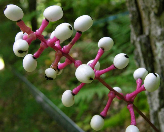 Loại[-]quả[-]kỳ[-]quái[-]hình[-]mắt[-]búp[-]bê[-]có[-]khả[-]năng[-]giết[-]người
