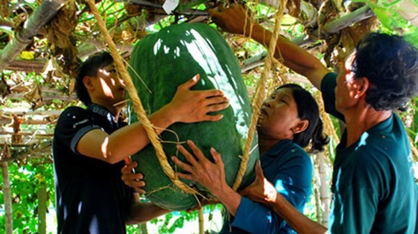 [-]10[-]loại[-]cây,[-]quả[-]"độc"[-]đình[-]đám[-]nhất[-]năm[-]2014