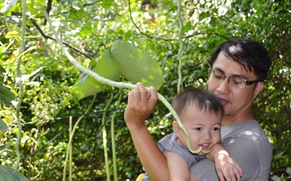 [-]10[-]loại[-]cây,[-]quả[-]"độc"[-]đình[-]đám[-]nhất[-]năm[-]2014