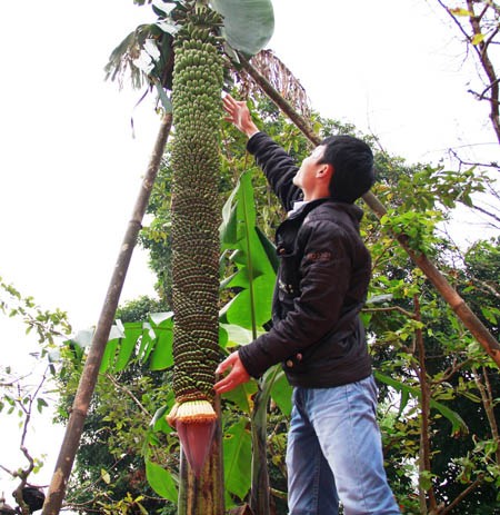 [-]10[-]loại[-]cây,[-]quả[-]"độc"[-]đình[-]đám[-]nhất[-]năm[-]2014