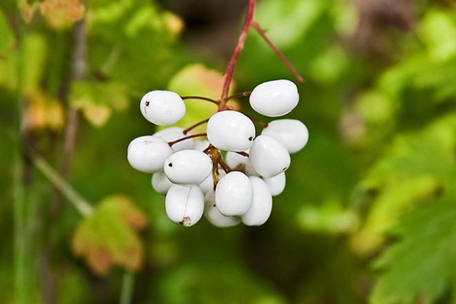 Loại[-]quả[-]kỳ[-]quái[-]hình[-]mắt[-]búp[-]bê[-]có[-]khả[-]năng[-]giết[-]người