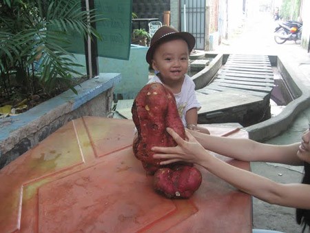 [-]10[-]loại[-]cây,[-]quả[-]"độc"[-]đình[-]đám[-]nhất[-]năm[-]2014