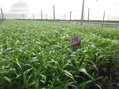 Rau[-]ruộng[-]trộn[-]VietGAP[-]để[-]bán[-]với[-]giá[-]cao